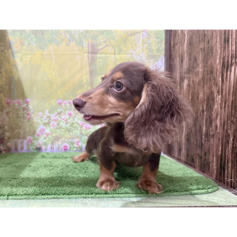 販売中の埼玉県のミニチュアダックスフンド(ロングヘアード)-396020の2枚目