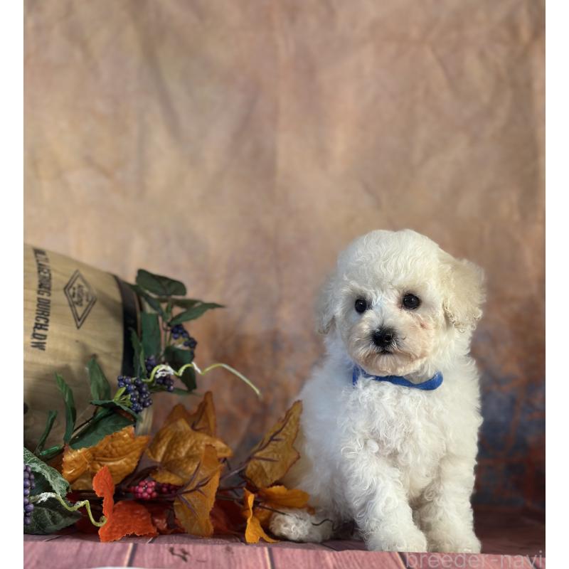 成約済の京都府のトイプードル-413395の5枚目