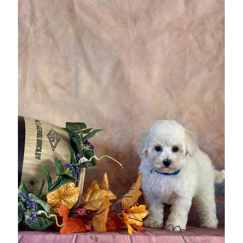 成約済の京都府のトイプードル-413395の4枚目