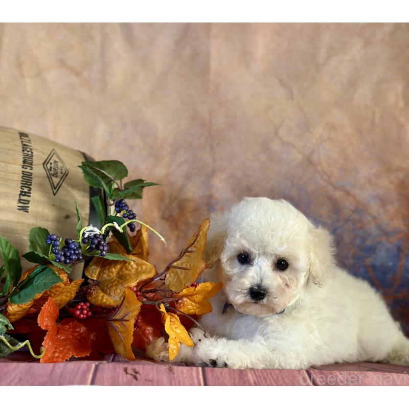 成約済の京都府のトイプードル-413395の3枚目