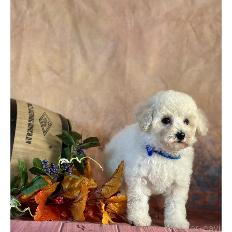 成約済の京都府のトイプードル-413395の2枚目