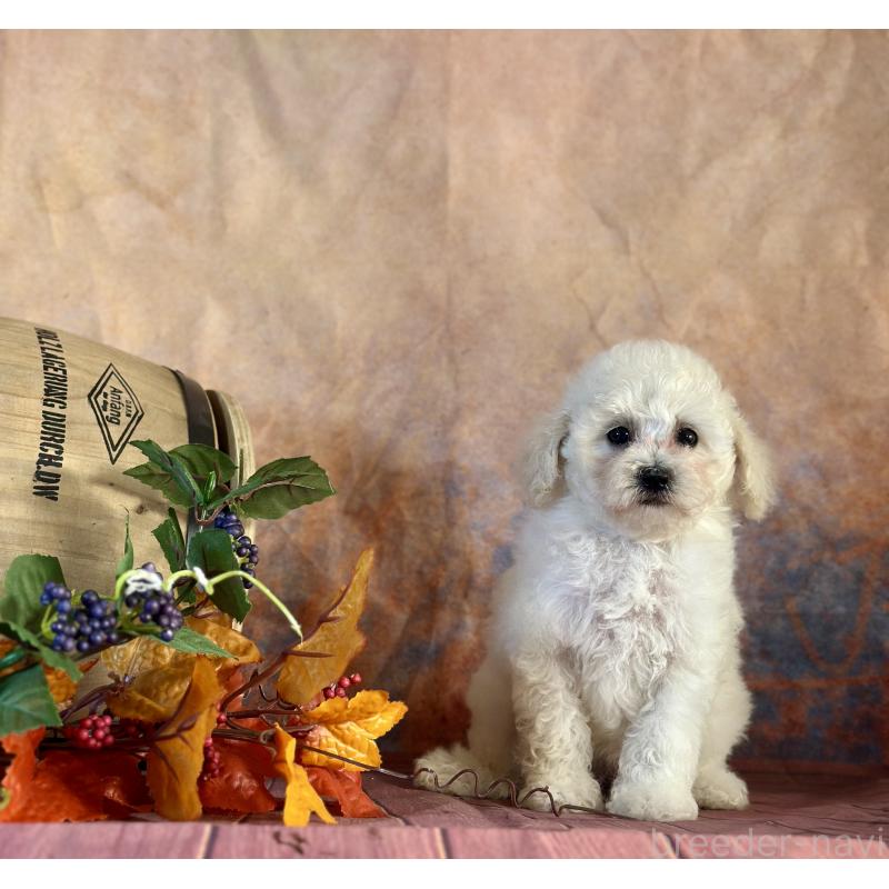 販売中の京都府のタイニープードル-413399の28枚目