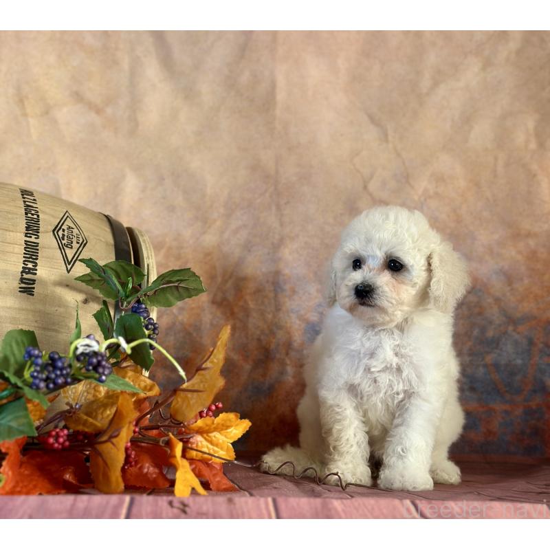 販売中の京都府のタイニープードル-413399の27枚目