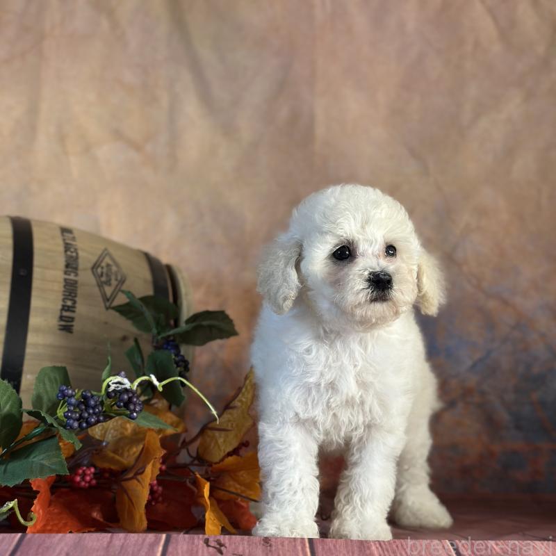 販売中の京都府のタイニープードル-413399の26枚目