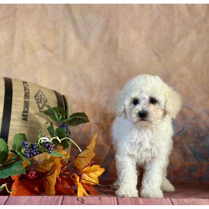 販売中の京都府のタイニープードル-413399の25枚目