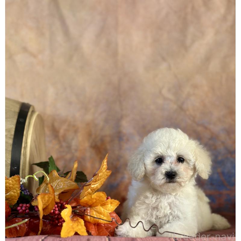 販売中の京都府のタイニープードル-413399の24枚目