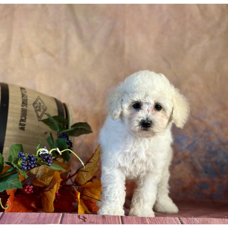 販売中の京都府のタイニープードル-413399の23枚目