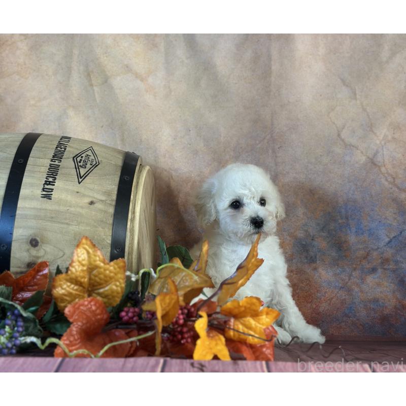 販売中の京都府のタイニープードル-413400の31枚目