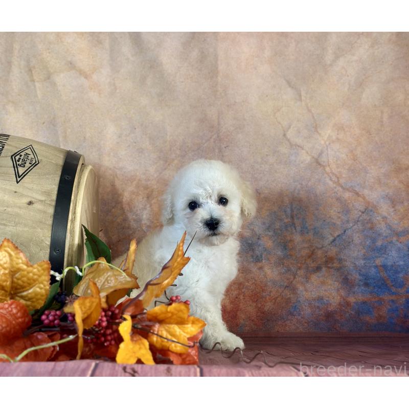 販売中の京都府のタイニープードル-413400の30枚目