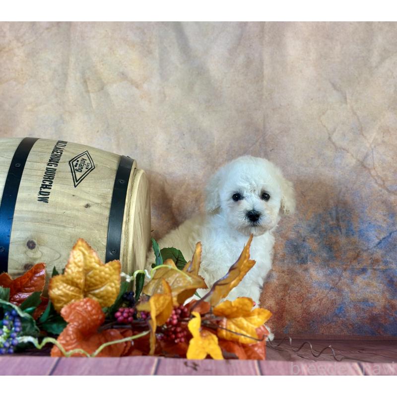 販売中の京都府のタイニープードル-413400の29枚目