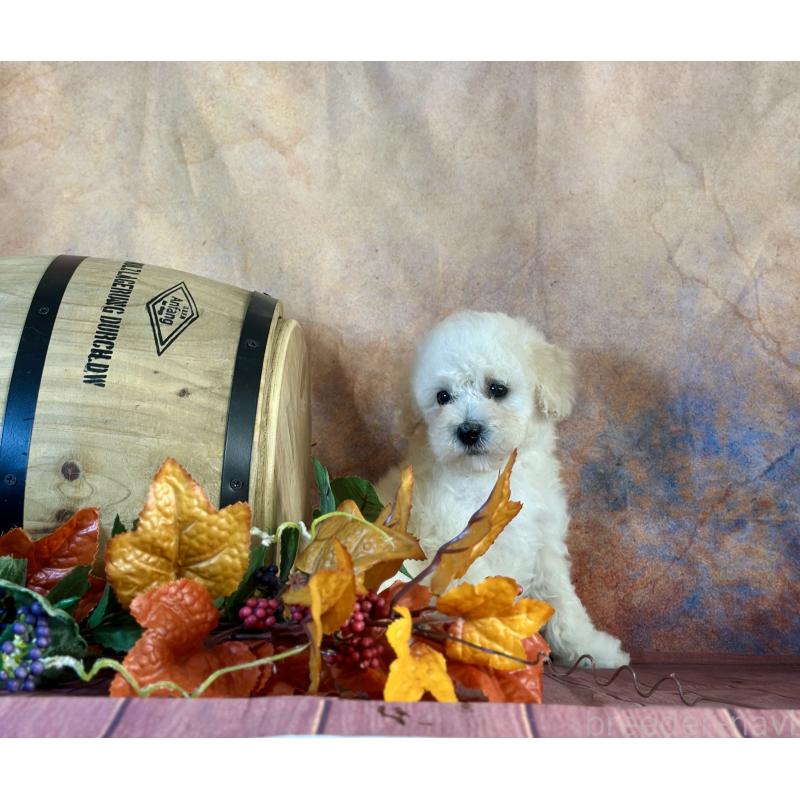 販売中の京都府のタイニープードル-413400の28枚目