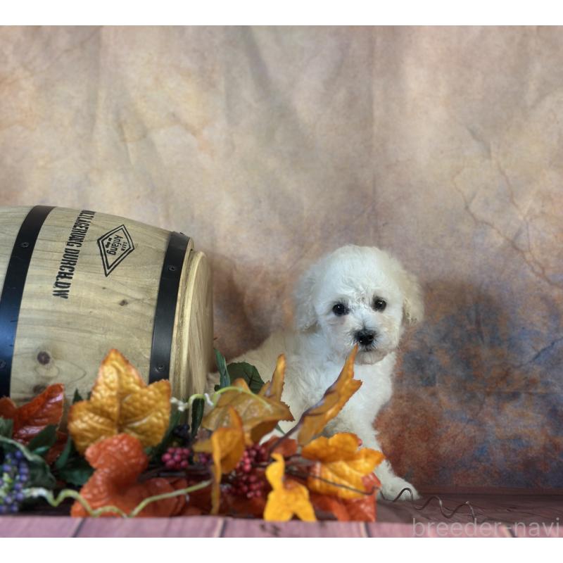 販売中の京都府のタイニープードル-413400の27枚目