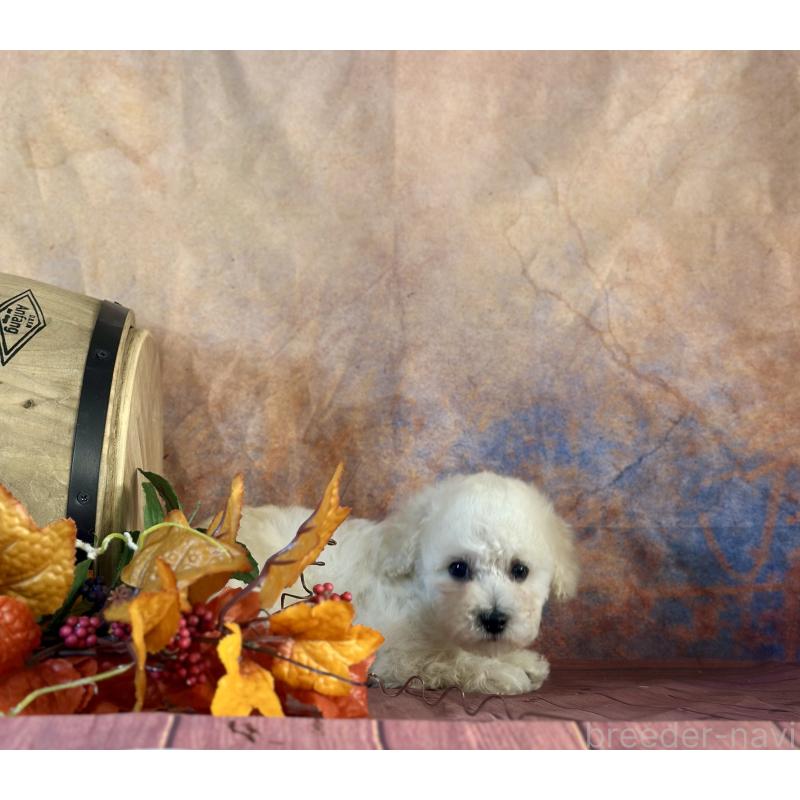 販売中の京都府のタイニープードル-413400の26枚目