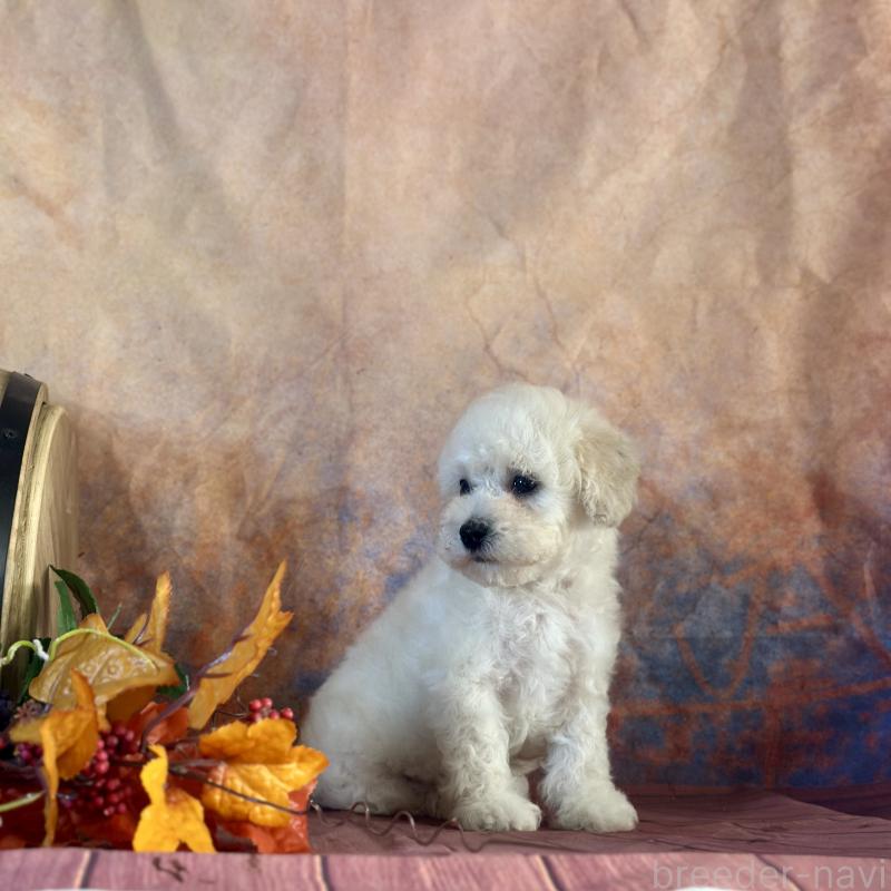 販売中の京都府のタイニープードル-413400の25枚目