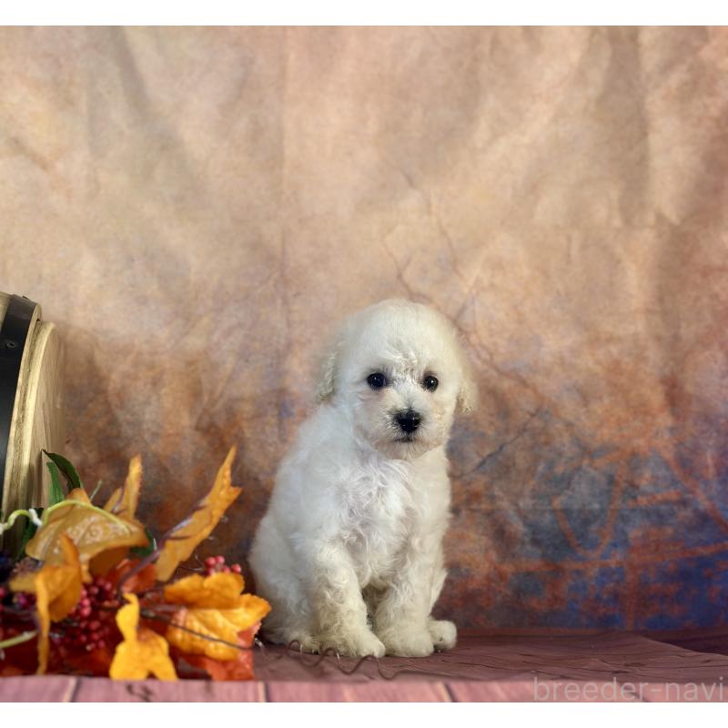 販売中の京都府のタイニープードル-413400の24枚目