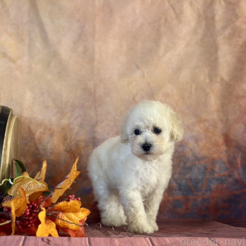 販売中の京都府のタイニープードル-413400の23枚目