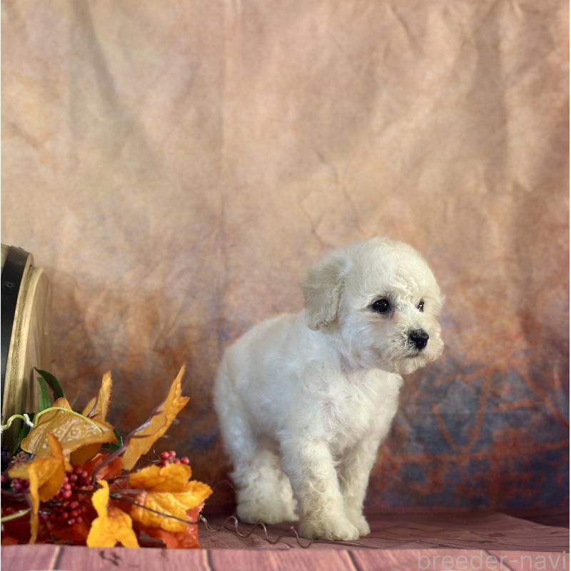 販売中の京都府のタイニープードル-413400の22枚目