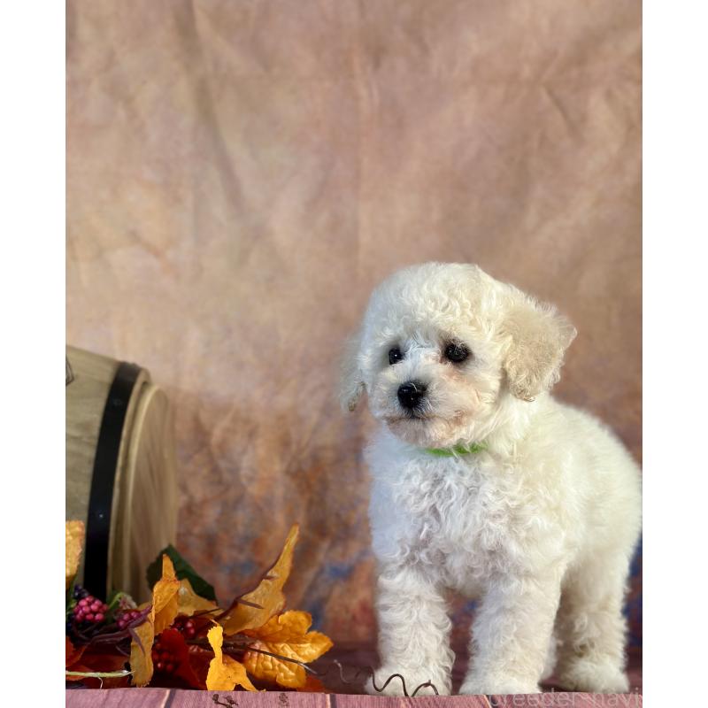 成約済の京都府のトイプードル-413396の21枚目