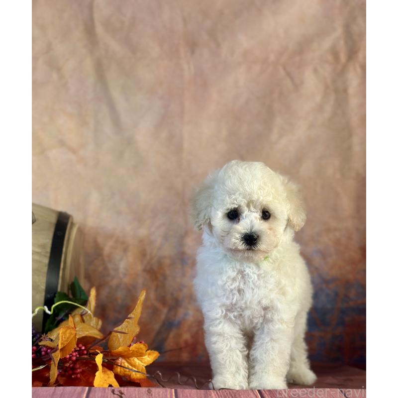 成約済の京都府のトイプードル-413396の20枚目