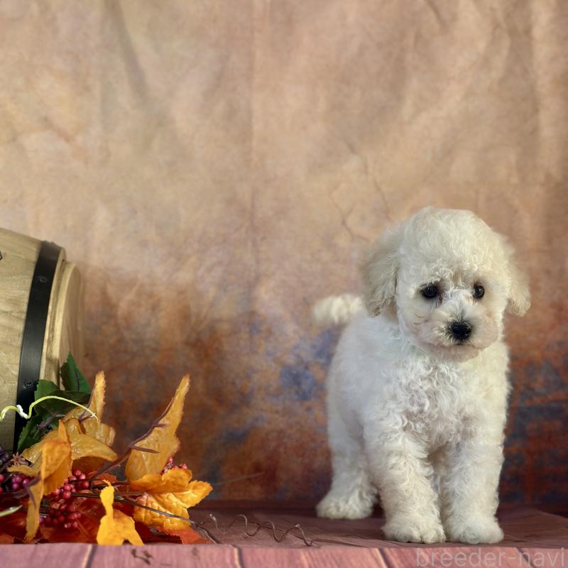 成約済の京都府のトイプードル-413396の19枚目