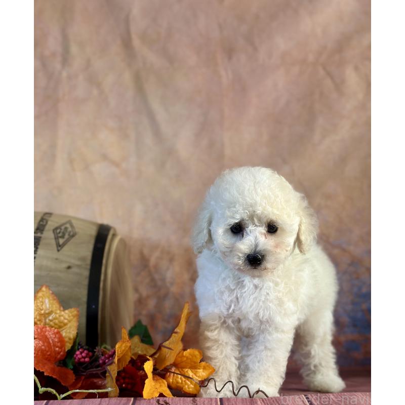 成約済の京都府のトイプードル-413396の18枚目