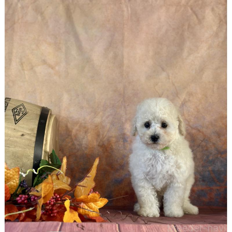 成約済の京都府のトイプードル-413396の17枚目