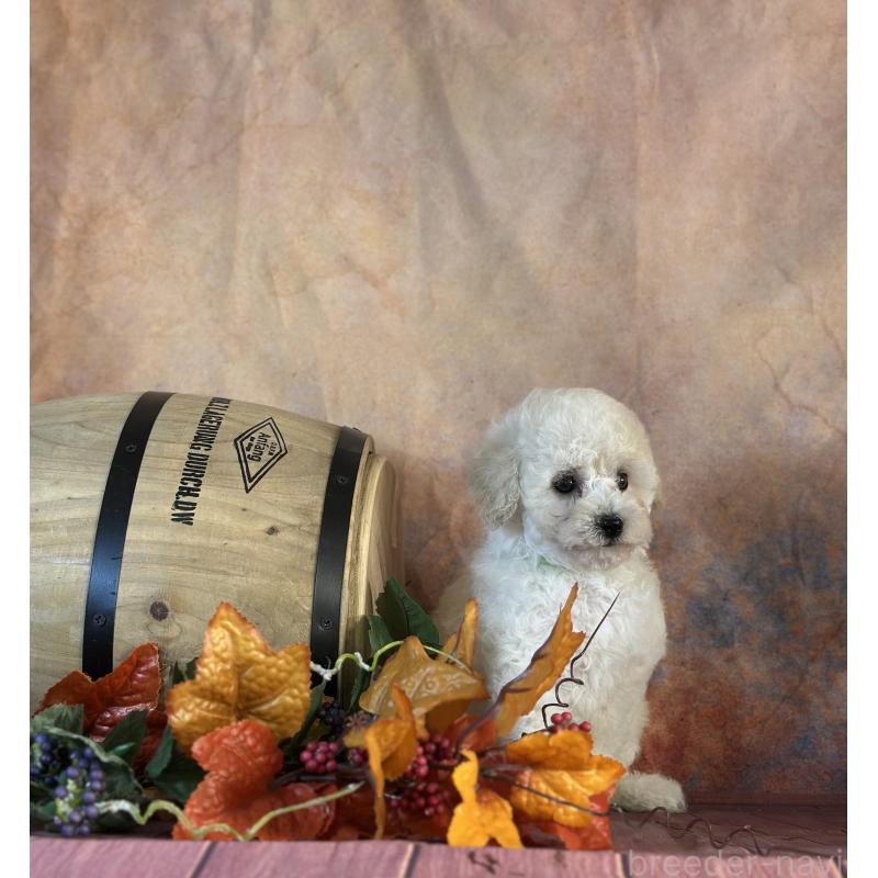 成約済の京都府のトイプードル-413396の16枚目