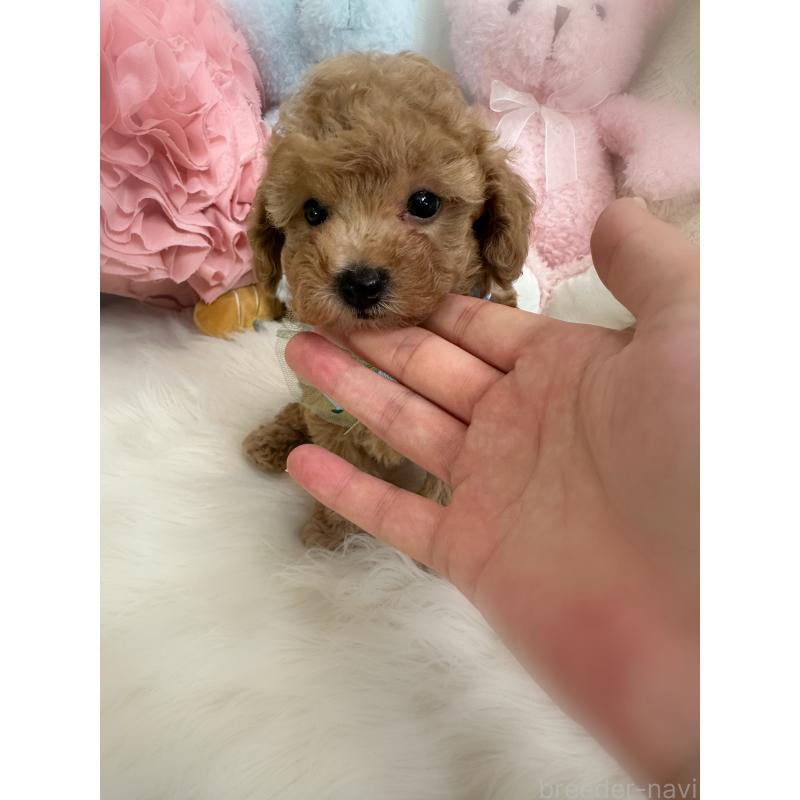 販売中の香川県のトイプードル-419000の6枚目