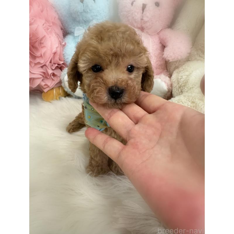 販売中の香川県のトイプードル-419000の4枚目