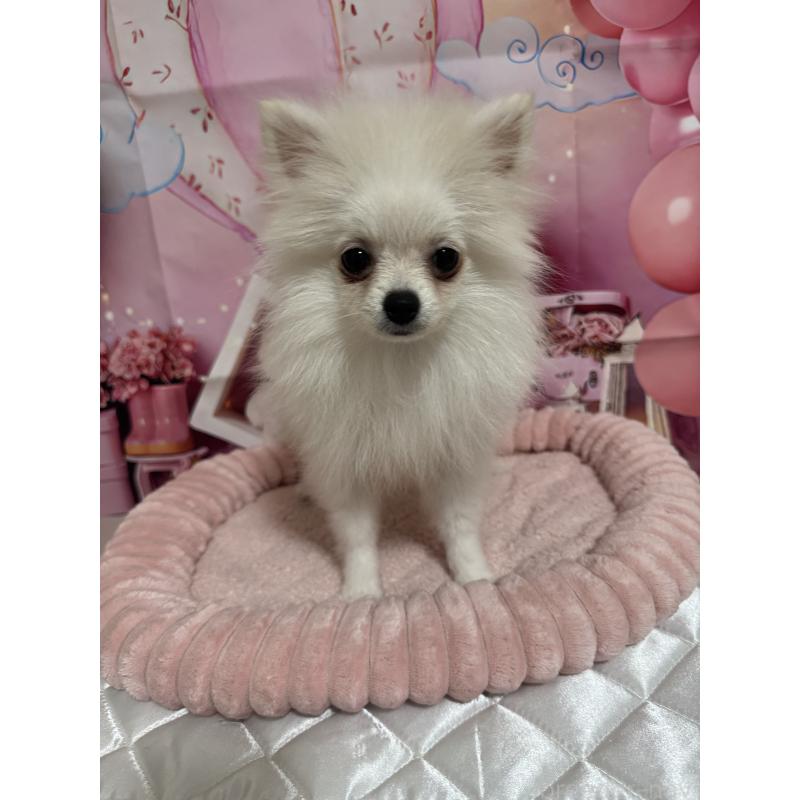 成約済の埼玉県のポメラニアン-394390の5枚目