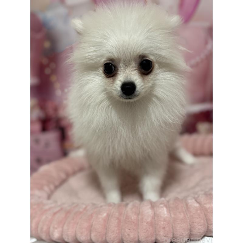 成約済の埼玉県のポメラニアン-394390の4枚目