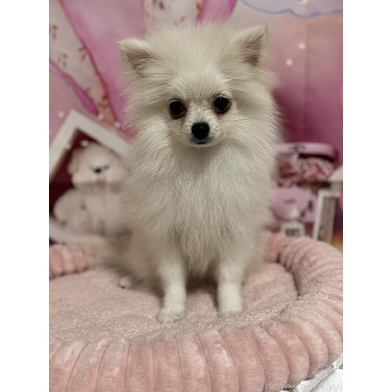 成約済の埼玉県のポメラニアン-394390の3枚目