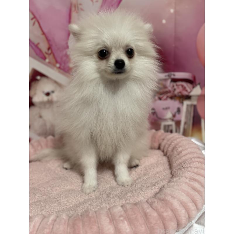 成約済の埼玉県のポメラニアン-394390の2枚目