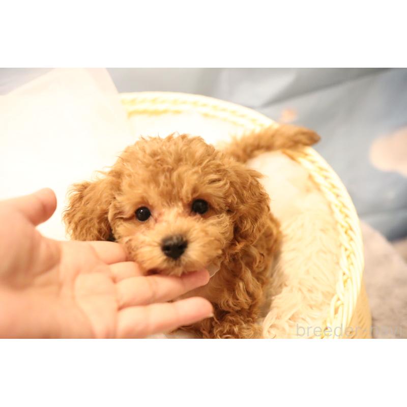 成約済の福井県のタイニープードル-413539の2枚目