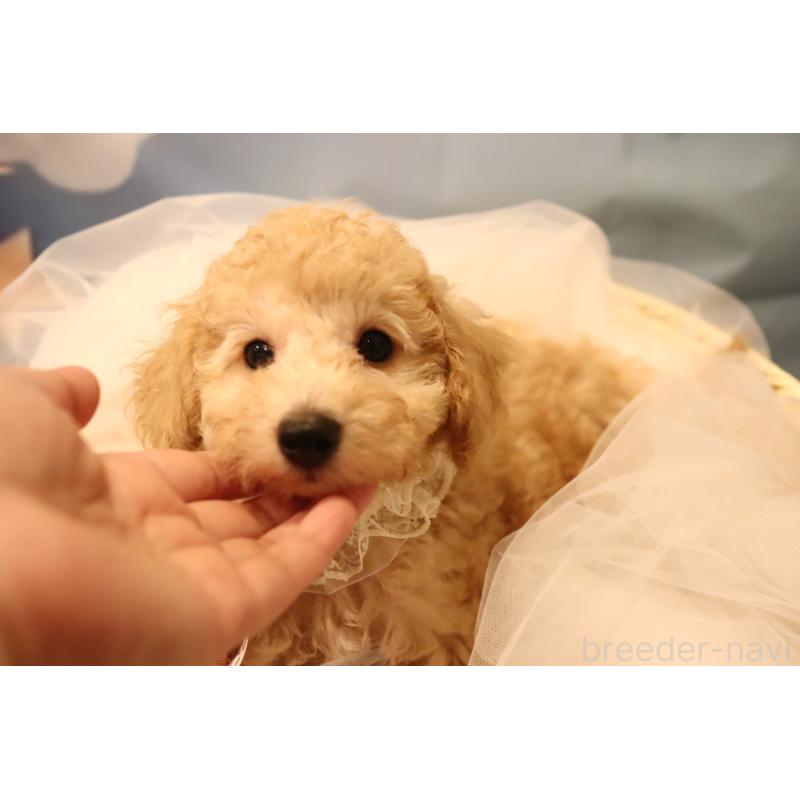 成約済の福井県のトイプードル-413552の2枚目