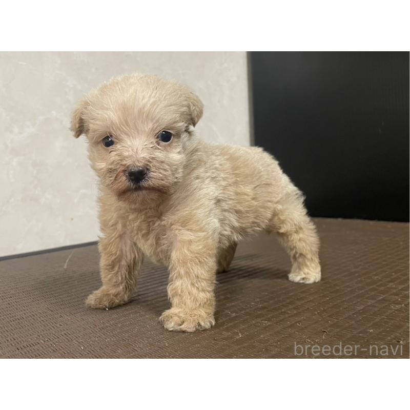 販売中の東京都のミックス犬-419001の4枚目