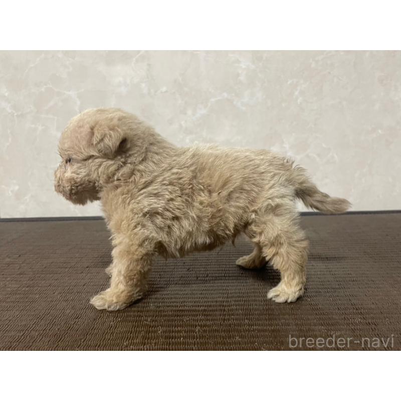 販売中の東京都のミックス犬-419001の3枚目
