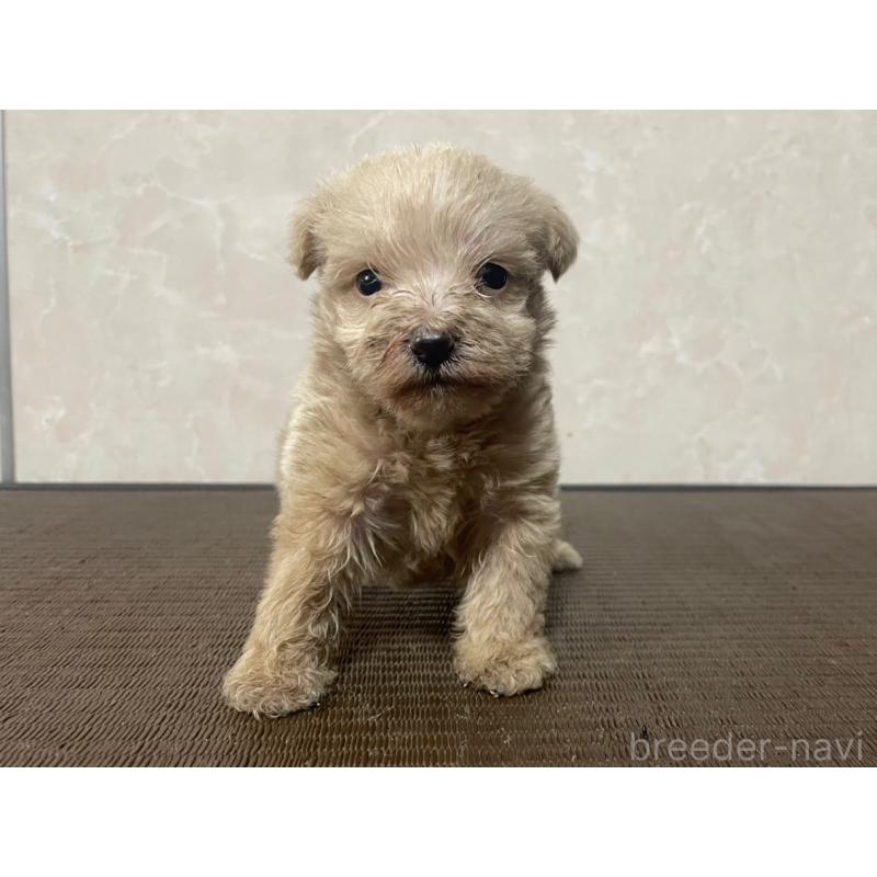 販売中の東京都のミックス犬-419001の2枚目