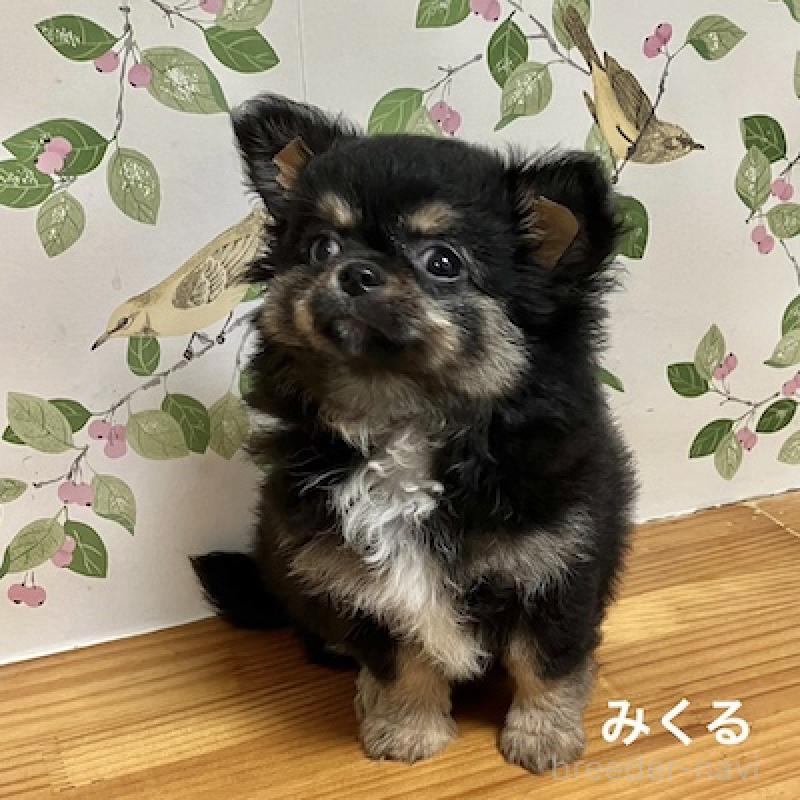 販売中の群馬県のチワワ(ロングコート)-417001