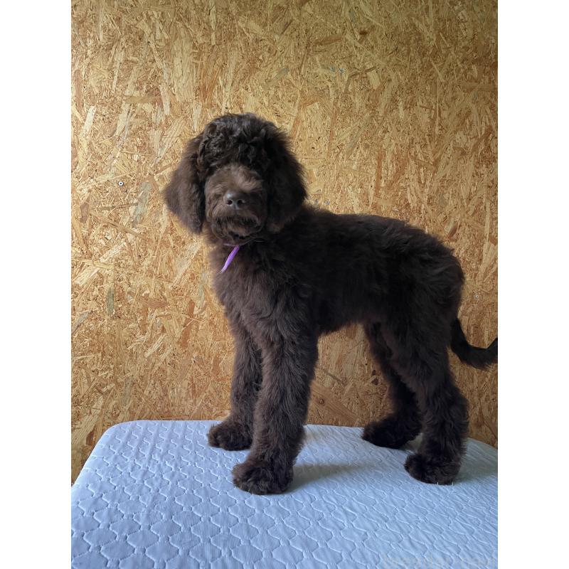 販売中の茨城県のスタンダードプードル-402779の4枚目