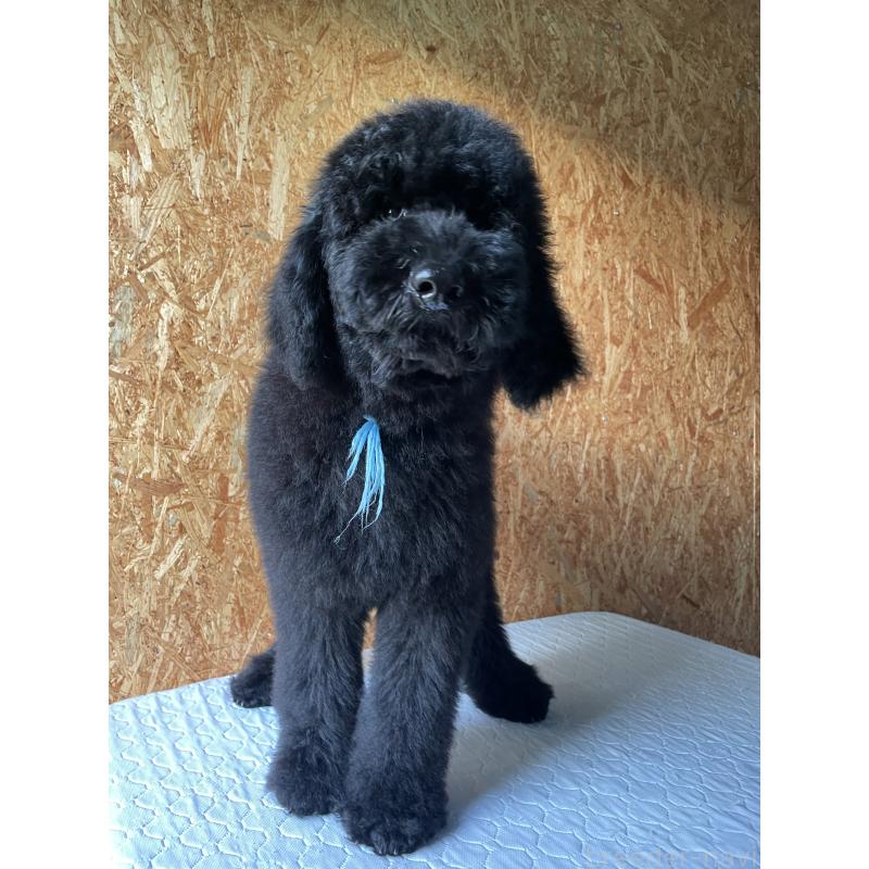 成約済の茨城県のスタンダードプードル-407420の3枚目