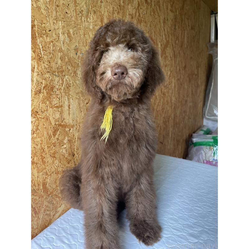 成約済の茨城県のスタンダードプードル-402769の1枚目