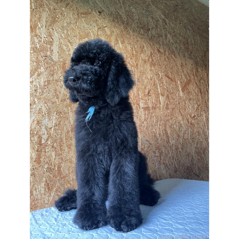 成約済の茨城県のスタンダードプードル-407420の2枚目