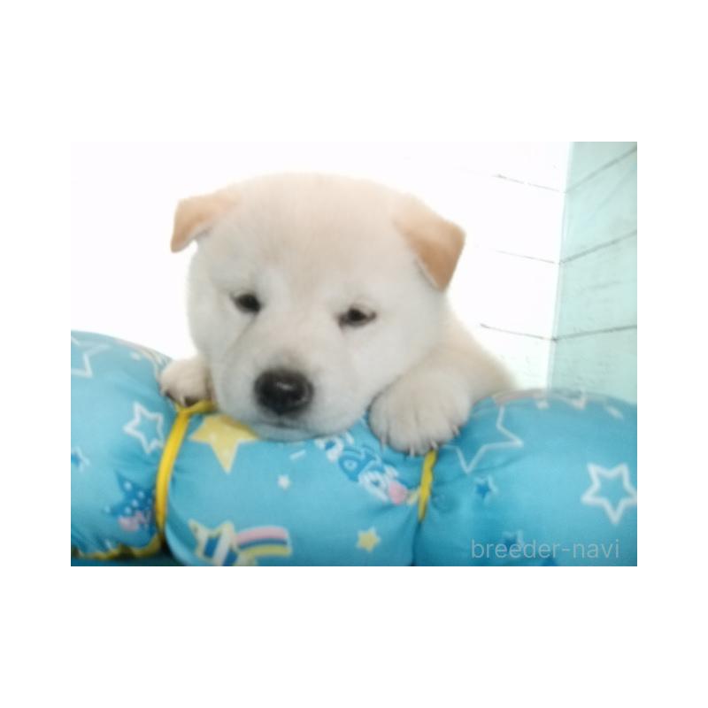 販売中の埼玉県の柴犬-419013の6枚目