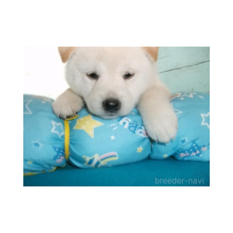 販売中の埼玉県の柴犬-419013の5枚目