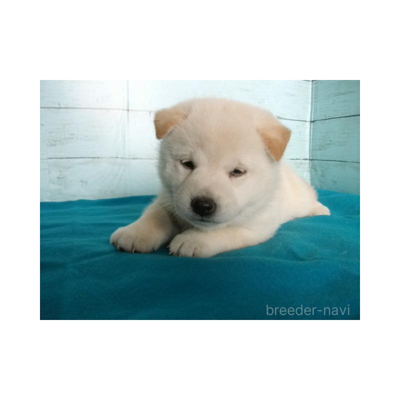 販売中の埼玉県の柴犬-419013の4枚目