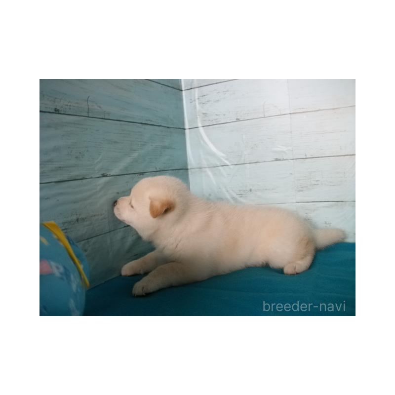 販売中の埼玉県の柴犬-419013の2枚目