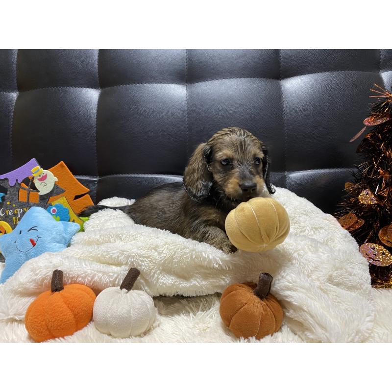 成約済の岐阜県のミニチュアダックスフンド(ロングヘアード)-413678の14枚目