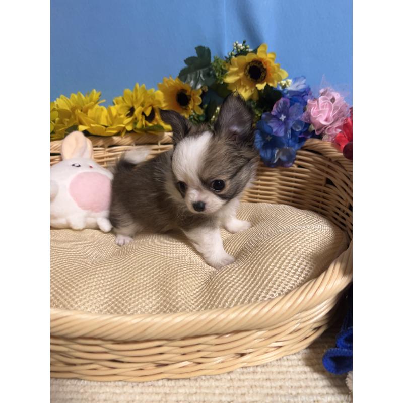 成約済の福岡県のチワワ(ロングコート)-417454の7枚目