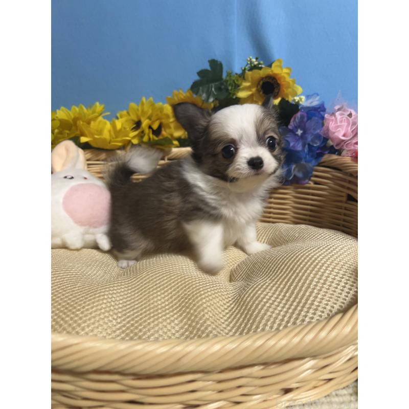 成約済の福岡県のチワワ(ロングコート)-417454の6枚目